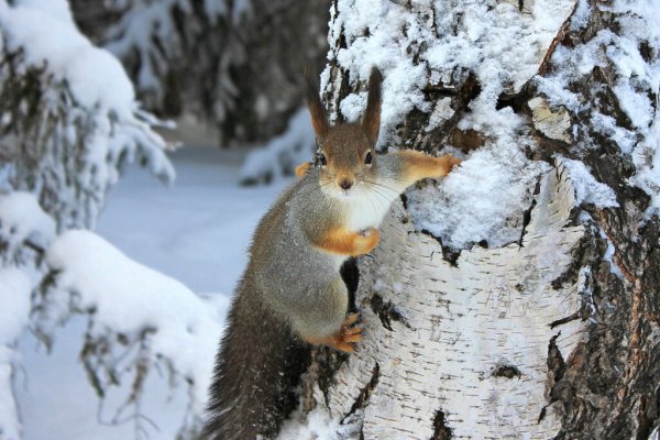 Белки в зимнем лесу