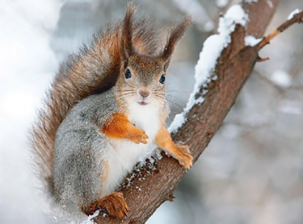 Белочка зимой