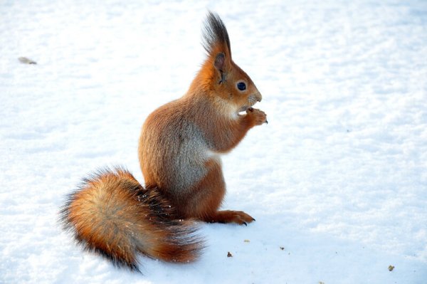 Белочка зимой картинки для детей