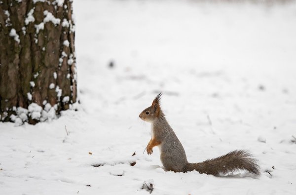 Белка зимой