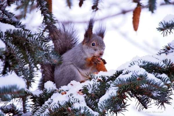 Белка зимой