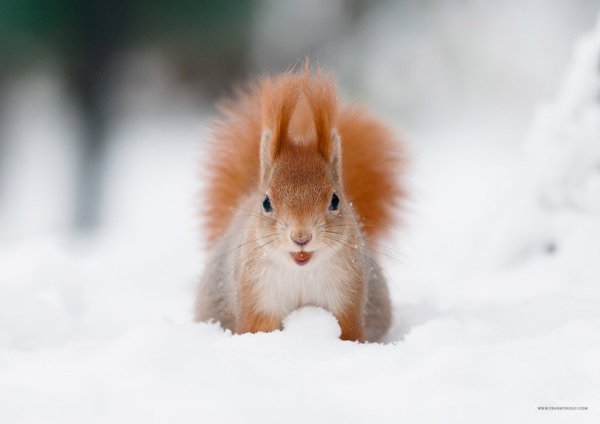 Милые животные зимой