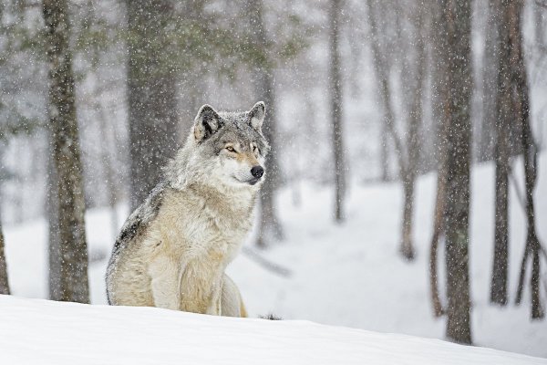 Волк зимой (60 фото)