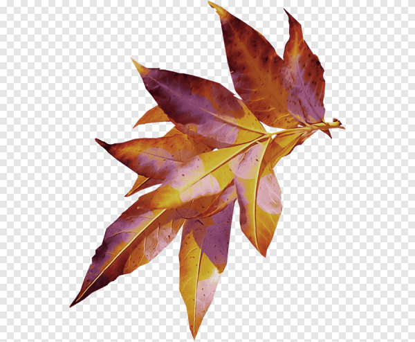 Осенние листья