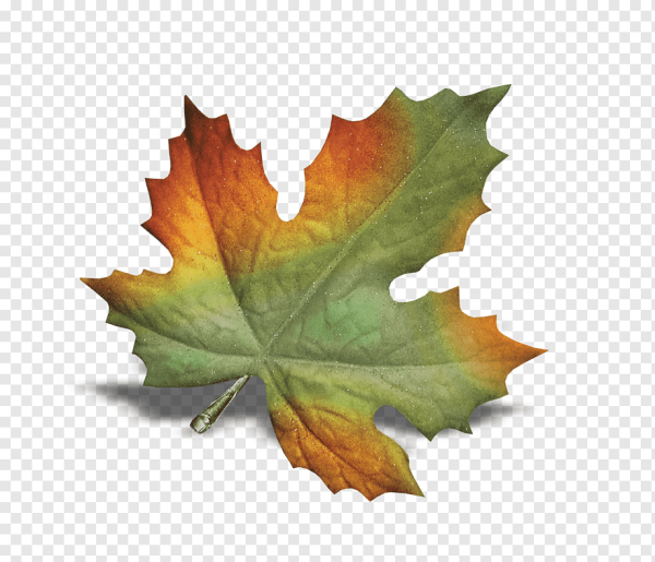 Прозрачные листья