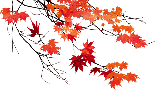 Ветка осеннего дерева