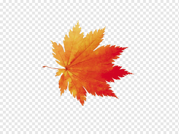 Осенние листья без фона