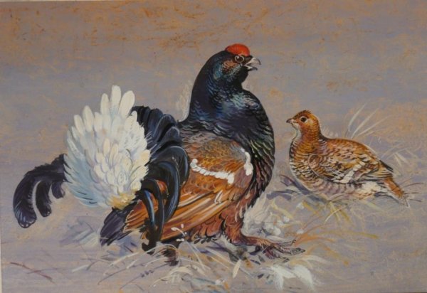 Рябинин художник Глухарь