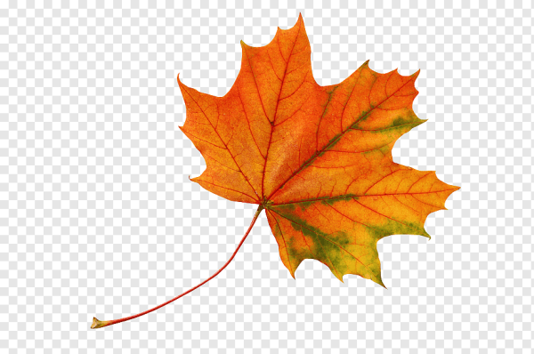 Осенние листья