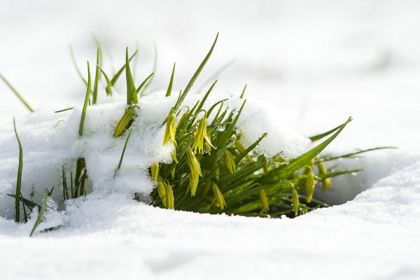 Снег на траве