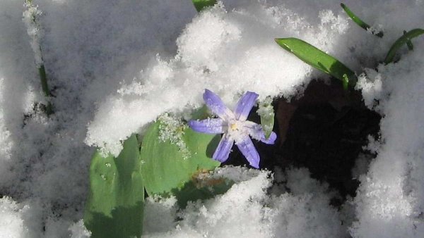Растения под снегом