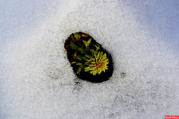 Цветы в сугробе рисунок