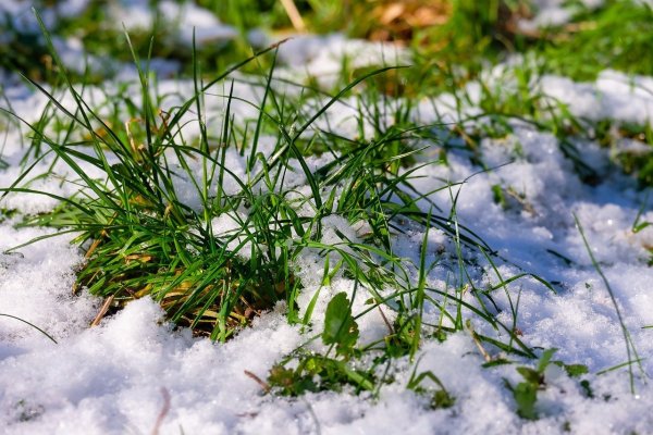 Снег на траве