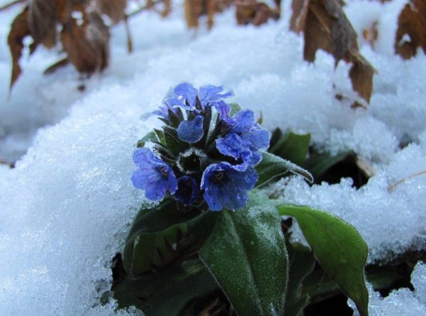 Медуница зима