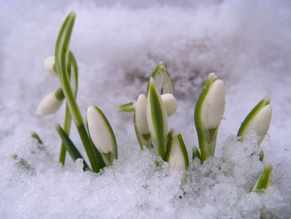 Подснежники распускаются