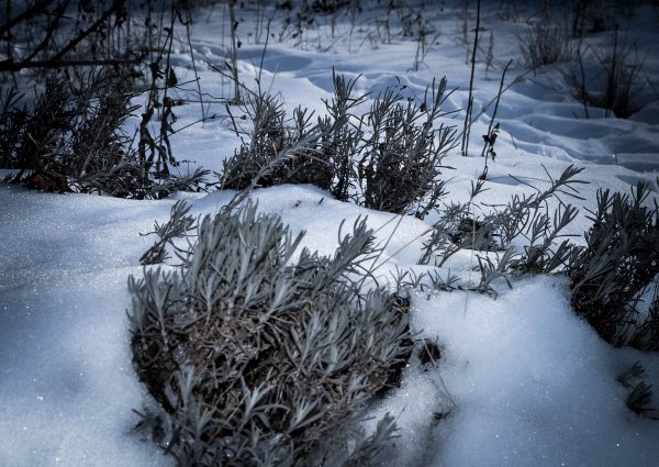 Растительность зимой