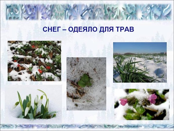 Растения зимующие под снегом