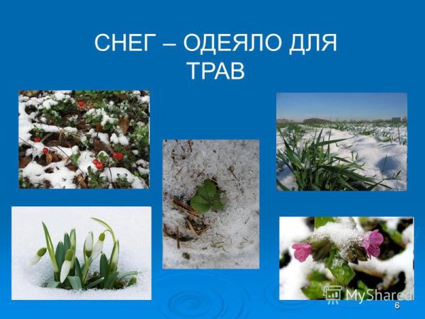 Растения зимой для дошкольников