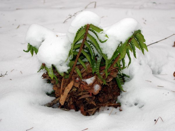 Щитовник зимой