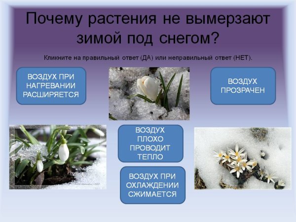 Растения зимой под снегом не
