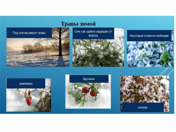 Растения зимой для дошкольников