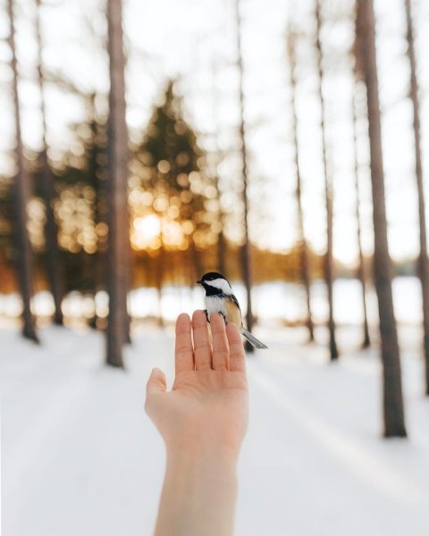 Снег в руках