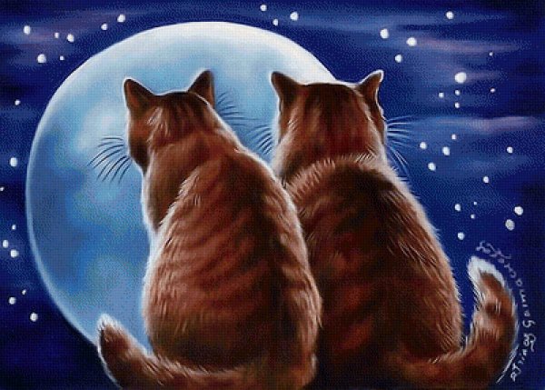 Влюбленные котики