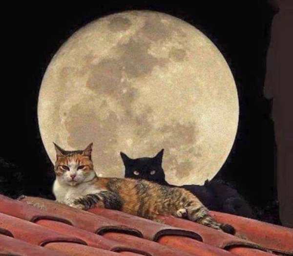 Кот и кошка под луной