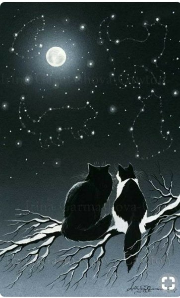Коты под луной