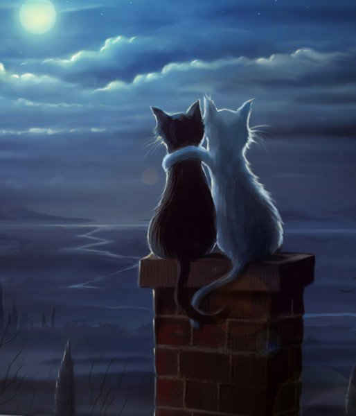 Два кота на крыше