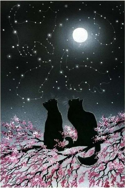 Кот и звездное небо