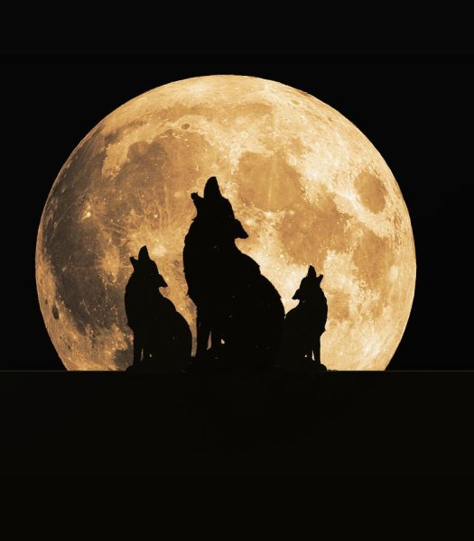 Волк и Луна