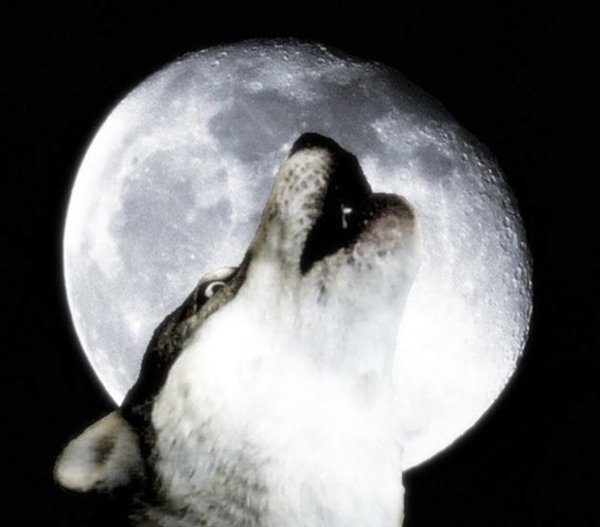 Вой собаки на луну