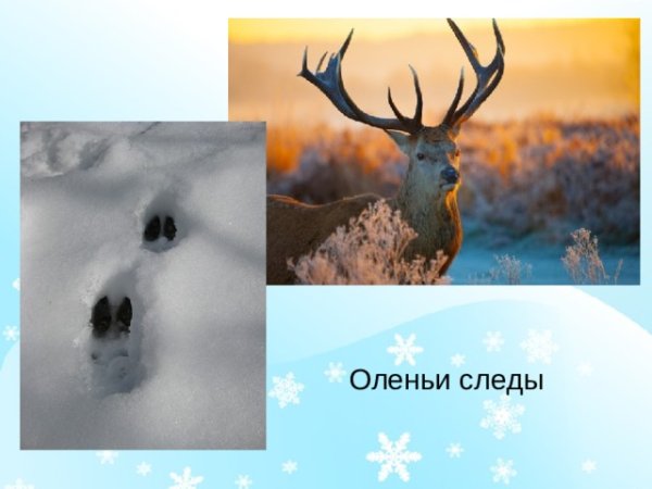 Следы оленя