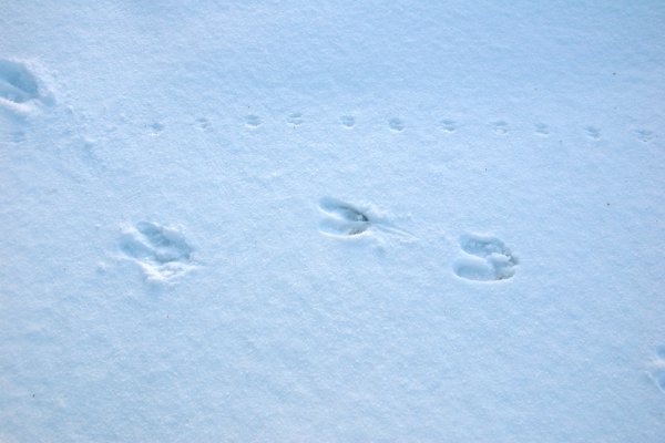 Следы оленя на снегу