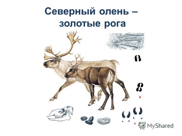 Следы Северного оленя