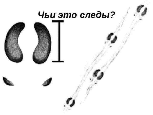 Следы оленя Оленьи следы