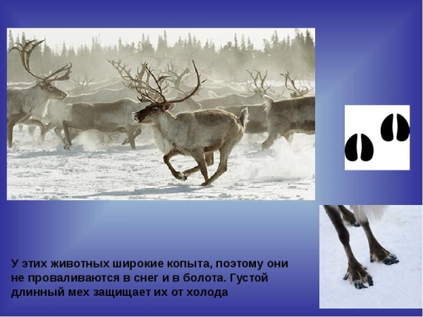 Следы дикого Северного оленя