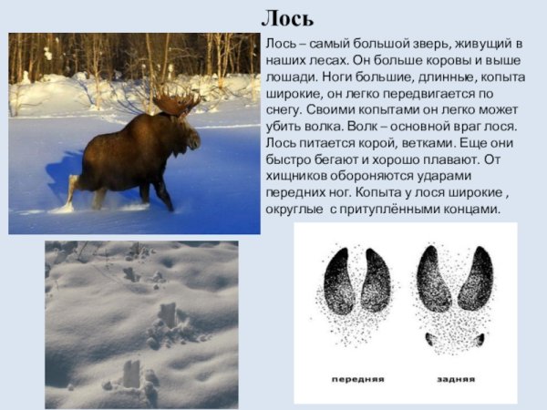 Следы лося на снегу