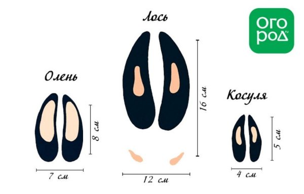 Следы косули и следы лося