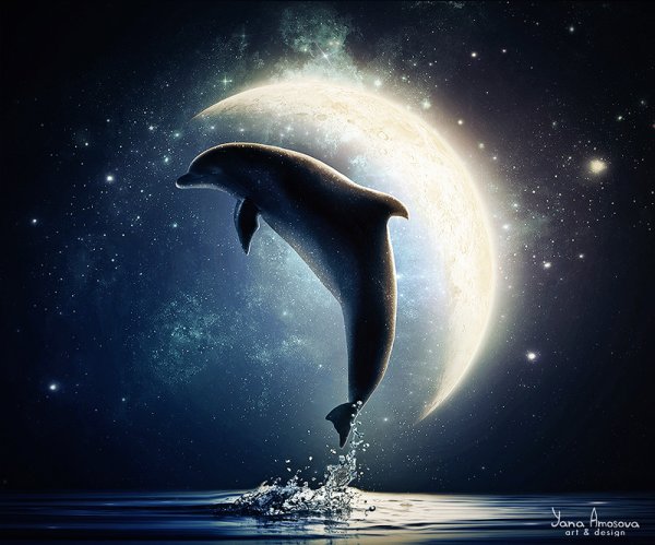 Луна дельфины