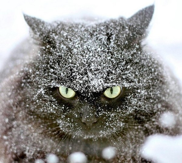 Кот замерз