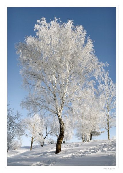 Береза покрытая инеем