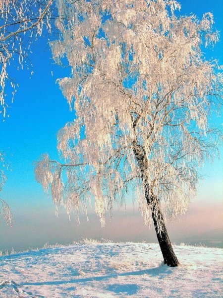 Береза зима