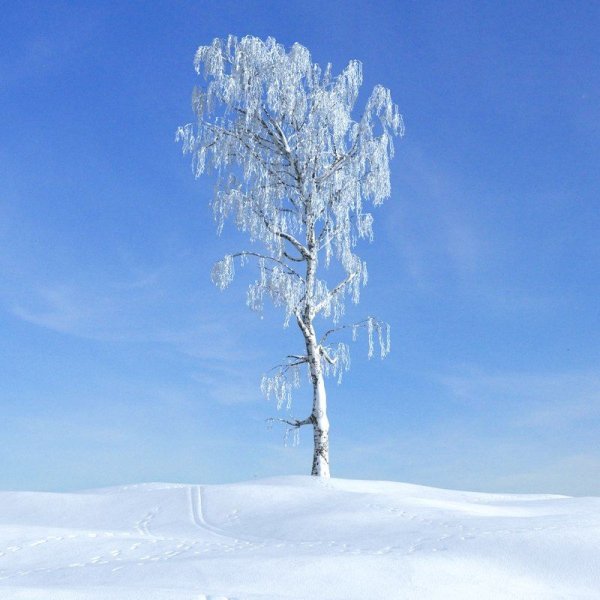 Береза зимой