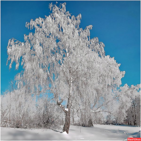 Белая береза