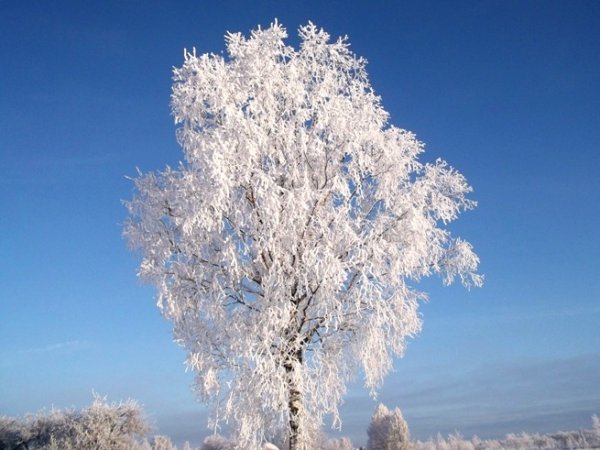 Белая береза в инее