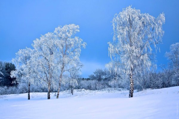 Красивые березы зимой
