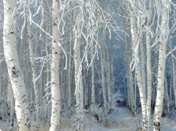 Зимняя Березовая роща