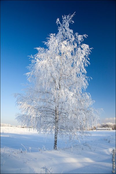 Фет зимняя берёза